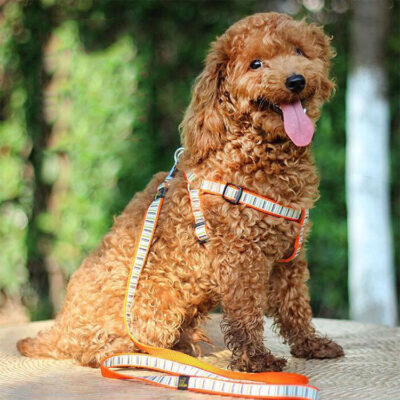 587814237 New Pet Supplies Dog Striped Nylon Chest And Back (Including Leash) Cover