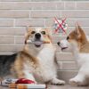 Dog cigarettes with box, sound making toys, pet toys, bite resistant and grinding plush toys, cat supplies