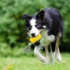 Pet Supplies Dog Toys Molar Sticks Resistant to Bite Clean Teeth Bone Toothbrush Corn Belt Rope