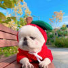 1623555230825.jpg Cute Fruit Dog Clothes For Small Dogs Hoodies Winter Warm Fleece Pet Clothing Puppy Cat Costume Coat For French Chihuahua Outfit