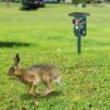 1949006699021209600.jpg Solar Ultrasonic Animal Repeller Solar Powered Animal Repellent Chaser With PIR Motion Sensor IP54 Waterproof Sound Flashing Light For Deer Raccoon Squirrel Mice Snakes Cat Dog