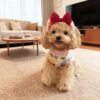 28dcd3e9-9f0c-4dcd-adc2-bd731f944713.jpg 4Pcs Dog Hair Bow Headband For Small Medium Dogs, Adjustable Pet Dog Hair Bow Headband For Pets Puppy Cats Grooming Accessories