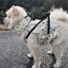 587637423 Pet cooling scarf dog summer cooling ice scarf cooling supplies French Dou Corgi cooling clothes