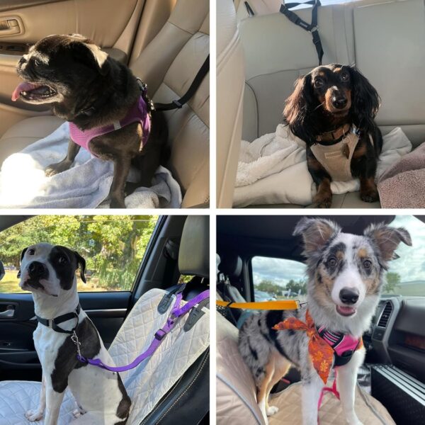 35df4314-6850-4de0-b604-cf80f3ffa78a.jpg 2 Pack Dog Seat Belt For Car, Headrest Restraint Safety Leads