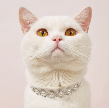 587620436 Pet Cat Collar Necklace Dog Collar Pearl Necklace Jewelry Pet Collar Pet Supplies Pet Supplies Dog Collar Gato Puppy Collar