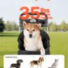 4169b3cb-32c3-49e0-b17d-bdccbe51fef3.jpg Pet Stroller Foldable 4 Wheels Dog Stroller Detachable Carrier Up To 35lbs