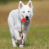 Pet Toy Natural Rubber Rope Hoist
