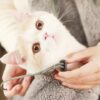 HOOPET Cat Bag Sleeping Backpack Breathable Out-of-port Portable Shoulder Cats Bags Pet Supplies