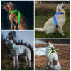 587637209 Pet supplies: explosion - proof, flushable, 8 - gear, color - changing LED, chest braces, clothes and collars with traction.