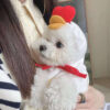 587690106 Chick Transformed Dog Cat Small Medium-Sized Dog Autumn And Winter Sweatshirt Scratch Pet Clothes Supplies Teddy Fighting Bichon