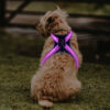 587637213 Pet supplies: explosion - proof, flushable, 8 - gear, color - changing LED, chest braces, clothes and collars with traction.