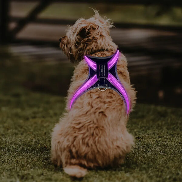 587637213 Pet supplies: explosion - proof, flushable, 8 - gear, color - changing LED, chest braces, clothes and collars with traction.