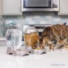 6b780bf1-30d7-4fc7-9a8c-bcb66a4ae8c9.jpg At And Dog Water Dispenser Extra Small Water Bowl For Kittens And Puppies, USA Made
