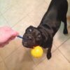 587690711 Pet Dogs Training Toy Natural Rubber Ball On Rope For Reward Fetch Play Interactive Funny Dog Toy Dog Training Supplies