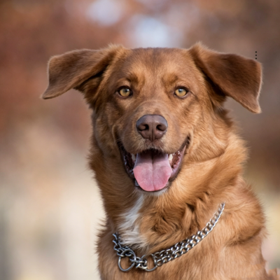 587621343 Pet collars double row collars dog training supplies