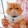 12 Pack Reflective Breakaway Cat Collars With Bells,Safety Buckle Kitten Collar, With Name Tag, Adjustable,Ideal For Girl Cats Male Cats