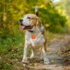 587634818 Smart Pet Positioning Bell GPS Locator Waterproof Electronic Collar Anti-lost Device Pet Supplies For Dog Cats Multiple Language
