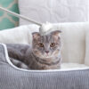New Cat Jerk Cat Brush Hair Scraper Hair Removal Scratching Massage Brush Cat Scuffing Brush Toy Pet Supplies