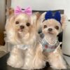 9f7bd6fd-03a3-4fdc-9aa4-71170533e532.jpg 4Pcs Dog Hair Bow Headband For Small Medium Dogs, Adjustable Pet Dog Hair Bow Headband For Pets Puppy Cats Grooming Accessories