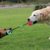 Pet Supplies Toy Combination Pull Rope Training Molar Bite Resistant Ball Dog Toy