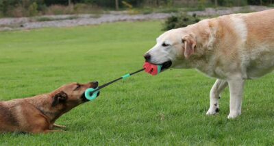 587639179 Pet Supplies Toy Combination Pull Rope Training Molar Bite Resistant Ball Dog Toy