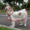 587632802 Pet Supplies Dog Raincoat Teddy Small And Medium-Sized Dogs New Transparent Plastic Fashion Poncho Pet Raincoat