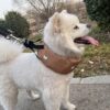 587637424 Pet cooling scarf dog summer cooling ice scarf cooling supplies French Dou Corgi cooling clothes