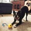 587690710 Pet Dogs Training Toy Natural Rubber Ball On Rope For Reward Fetch Play Interactive Funny Dog Toy Dog Training Supplies