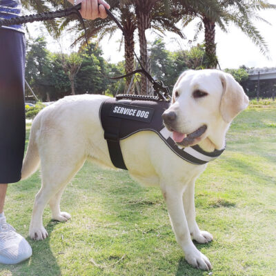 587814648 Pet Supplies New Frog Buckle Dog Leash Medium And Large Dogs Cushion Anti-Storm Nylon Anti-Escape Traction Rope