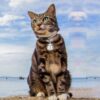 587634819 Smart Pet Positioning Bell GPS Locator Waterproof Electronic Collar Anti-lost Device Pet Supplies For Dog Cats Multiple Language