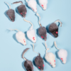 Pet Supplies 12pcs Simulated Rabbit Skin Mouse Combination Cat and Dog Toys