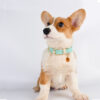 587632828 Genuine Leather Pet Dog Cat Collar Leash Dog Rope Dog Chain Dog Belt Pet Supplies