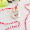 587634715 Hand-Woven Small Pet Dual-Purpose Traction Rope Pet Sliding Mouse Rope Walking Squirrel Traction Rope Hamster Supplies