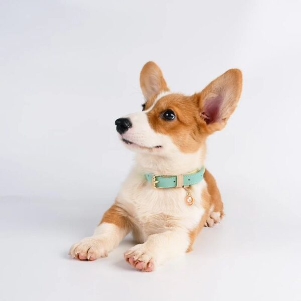 587632827 Genuine Leather Pet Dog Cat Collar Leash Dog Rope Dog Chain Dog Belt Pet Supplies