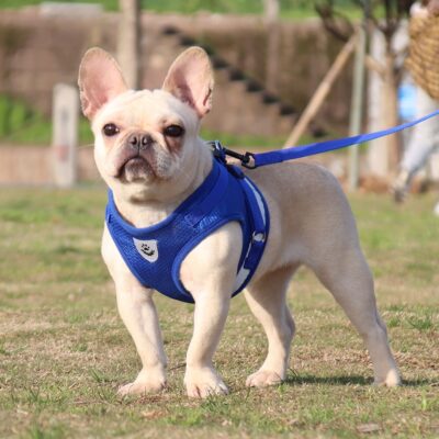 587813406 The New Pet Chest Strap Undershirt Dog Leash Reflective Breathable Dog Rope Pet Supplies