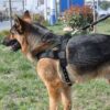 Hot Selling Reflective Chest Strap Dog Rope Dog Strap Pet Supplies