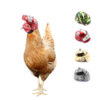 587638600 Creative New Pet Supplies Protection Chicken Helmet Hen Safety Hat Bird Hat Headgear