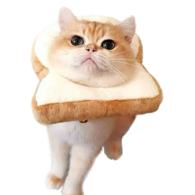 587692474 Pet Cat Headgear Toast Headgear