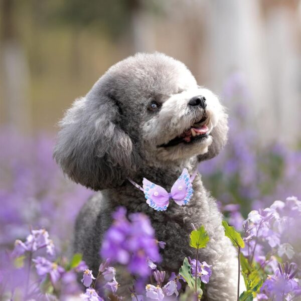 20Pcs Cute Dog Collar Grooming Accessory For Small Breed Puppies Cats