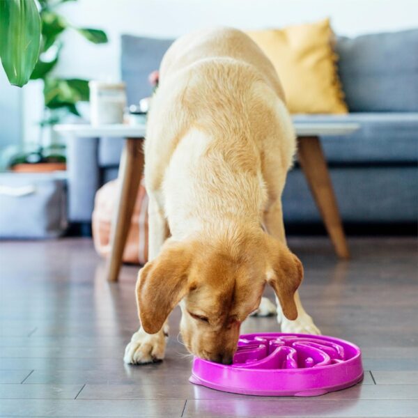 c667aba2-64f0-4779-86ff-ebdd343902e8.jpg Hound Feeder Slo Bowl Large 4 Cup Capacity, Slow Feeding, Medium To Large Dogs, Non Slip, Purple, Flower Pattern