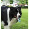 d033c831-66d4-4129-b242-c4c75dc06f56.jpg Pet Interactive Flywheel,Dog Toy,Fun Interactions Buildstronger Bonds