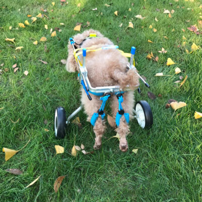589943086 Dog Wheelchair Dog Car Disabled Dog Car Pet Wheelchair Scooter