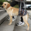 589943505 Pet Dog Leg Support Harness for Post-Surgery Recovery, Elderly Dogs, Large Breed Walking Assistance Brace