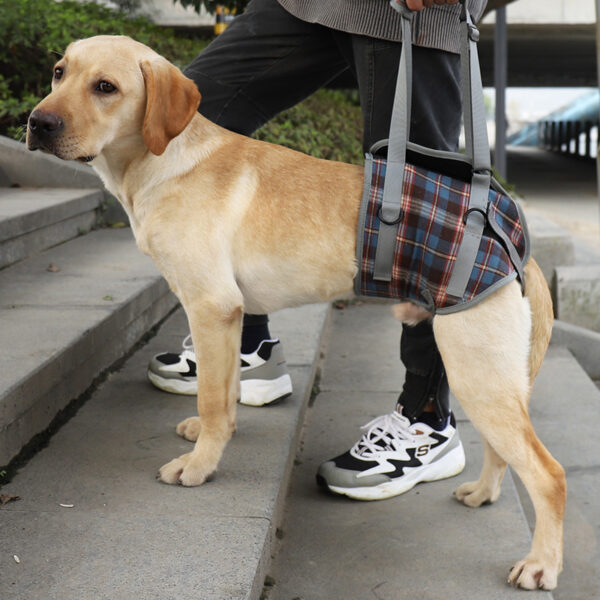 589943505 Pet Dog Leg Support Harness for Post-Surgery Recovery, Elderly Dogs, Large Breed Walking Assistance Brace
