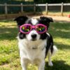 623092a507b14f82b066a719f1abcc2a.jpg 3PCS Pet Dog Goggles Protection Doggles Sunglasses for Small Medium Breeds Three colors (US Logistics only For USPS.TK/TMEU only For self-pickup)