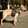 589943504 Pet Dog Leg Support Harness for Post-Surgery Recovery, Elderly Dogs, Large Breed Walking Assistance Brace