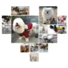 589943038 Pet Wheelchair Walk Cart Scooter Pet Dog Wheelchair Weak Paralyzed for Handicapped Hind Leg 2-Wheel Rear Dog Wheelchair